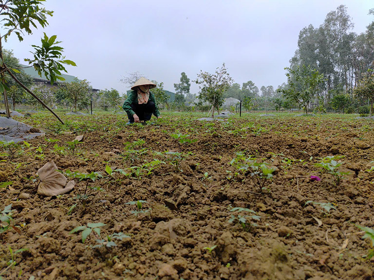 farm đương quy takachi