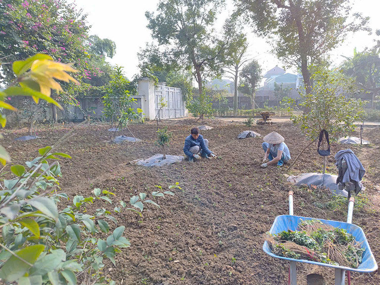 công nhân trồng sâm đương quy Nhật Bản